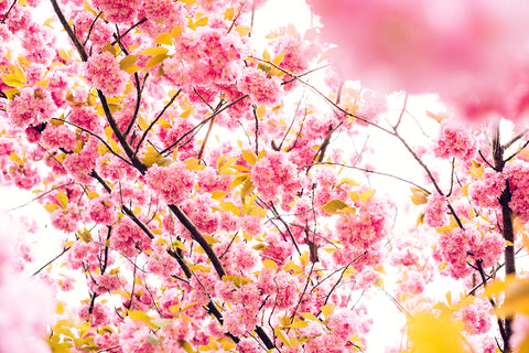 TREAT MUM TO THE GIFT OF RELAXATION THIS MOTHER'S DAY